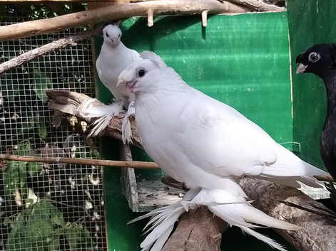 Uzbek pigeons for sale