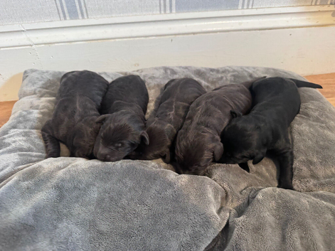 Stunning F1 Labradoodle Litter from Health Tested Parents.