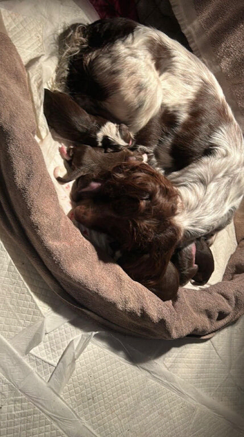 English springer spaniel and labdoodle