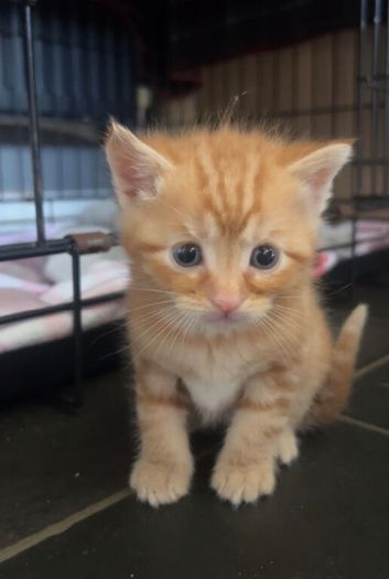 Kittens ready to go ASAP