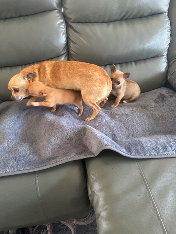 Adorable "Jack Chi" Puppy For Sale &ndash; Jack Russell x Chihuahua Mix