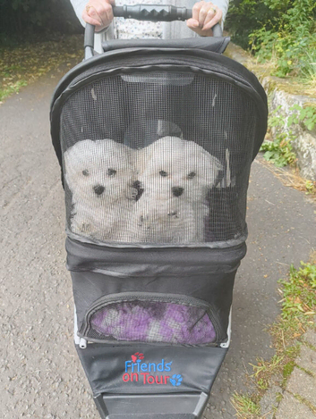 KC Maltese Female Family Raised Ready to go