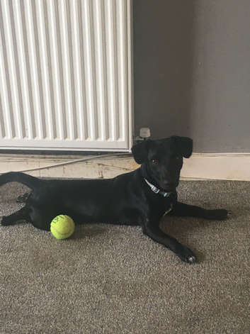 6 month old  patter-dale boy dog for sale
