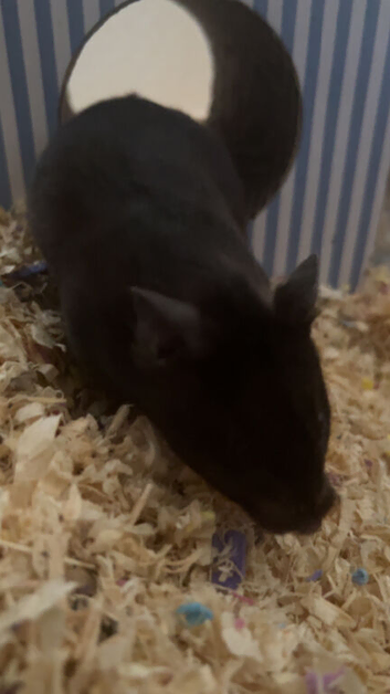 6 months old Black syrian hamster