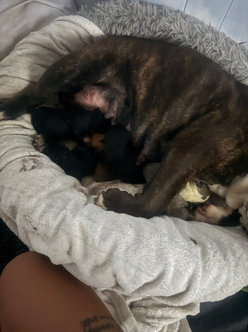 English bulldog puppies
