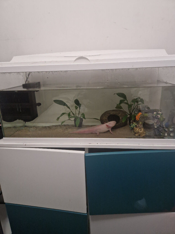Axolotl