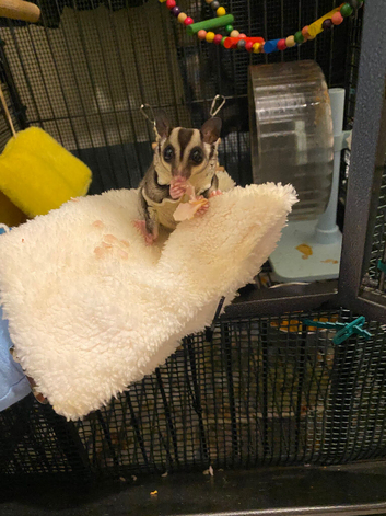 Male and female sugar gliders 5 months