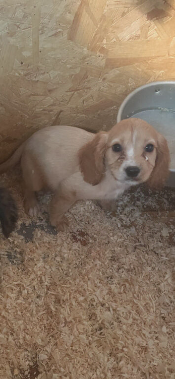 Litter of cocker spaniels