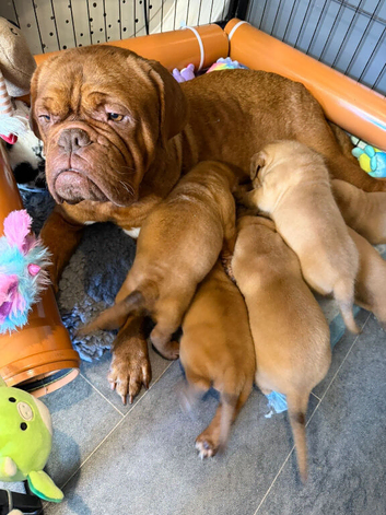 KC Registered Dogue de Bordeaux pups with champions
