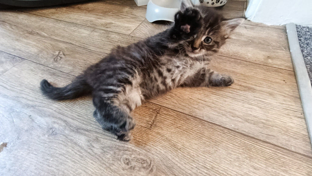 Maine cook kittens available..