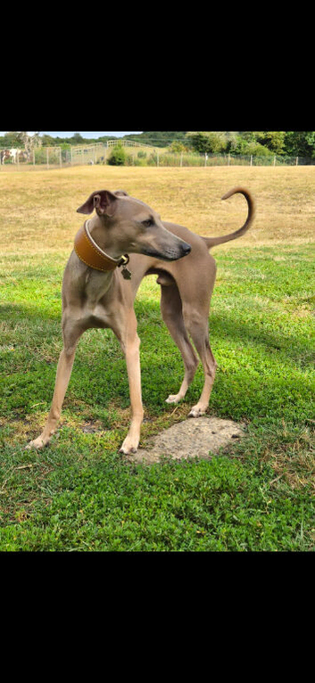 Italian greyhound for stud