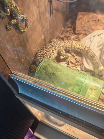 Black and white tegu