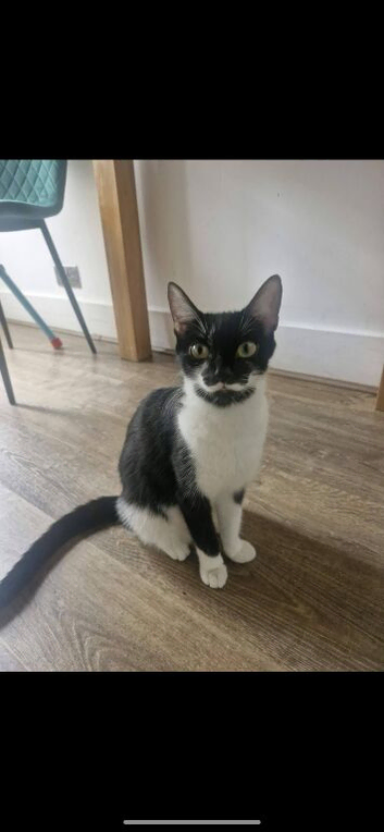 Urgent need home Mother and two male kittens