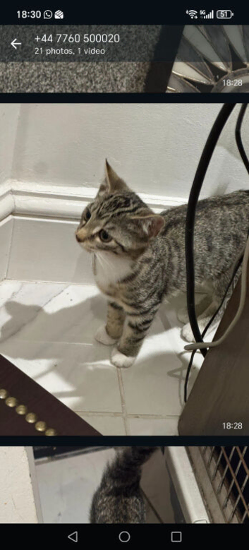 Kittens potty trained