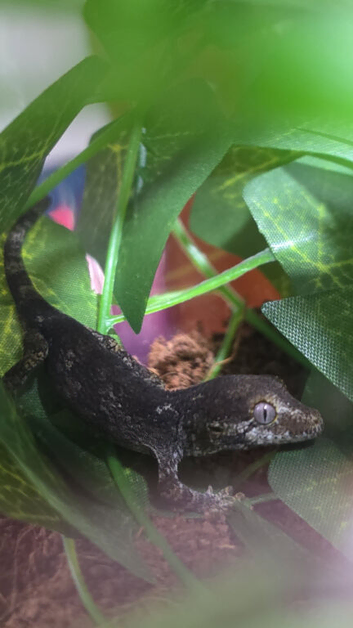 Last baby gargoyle gecko