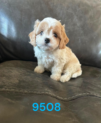 Cavachon pups ready now boys only