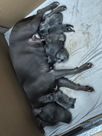 Staffordshire bull terrrier