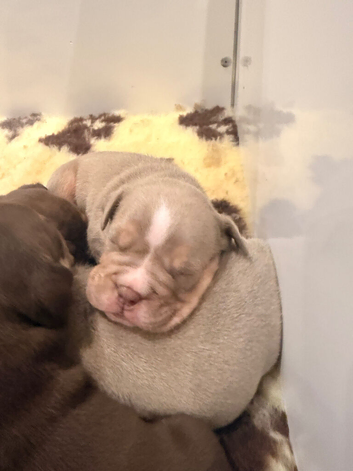 AMERICAN X ENGLISH BULLDOG PUPS