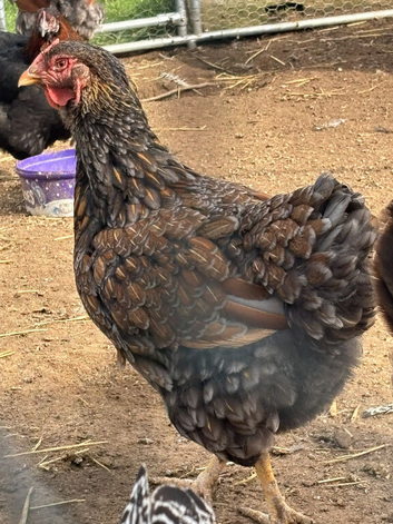Breeding trio of Blue Laced Red Wyandotte chickens (1 male + 2 female)