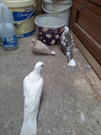 Barbery java doves