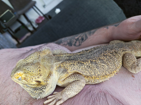 5yr old male bearded dragon