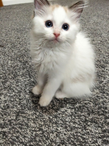 Ragdoll kitten