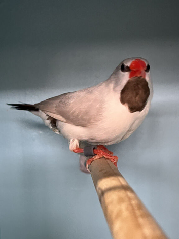 Young Male Fawn - Grey Long-Tailed Heck's Finch For Sale