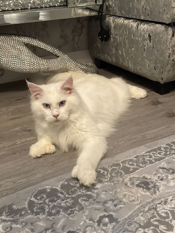 Male Polydactyl Mainecoon