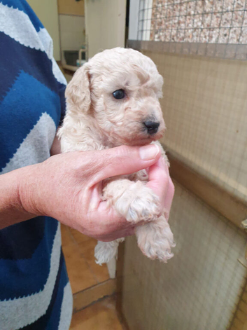 Toy poodle puppies