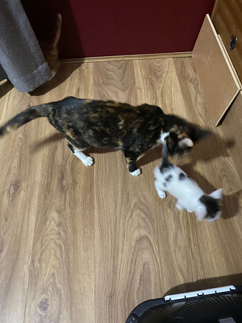 Beautiful kittens
