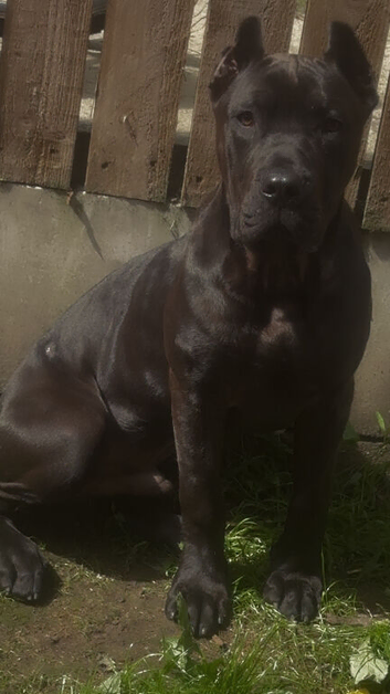 Presa canario male
