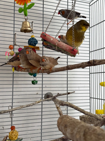 Zebra finches