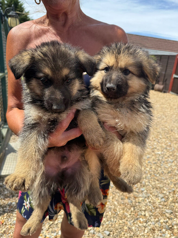9 beautiful german shepard pups