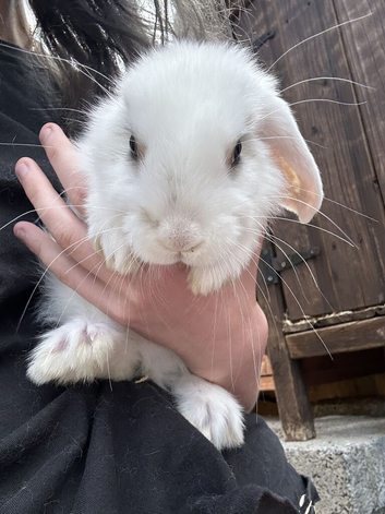 Rabbits for sale all boys