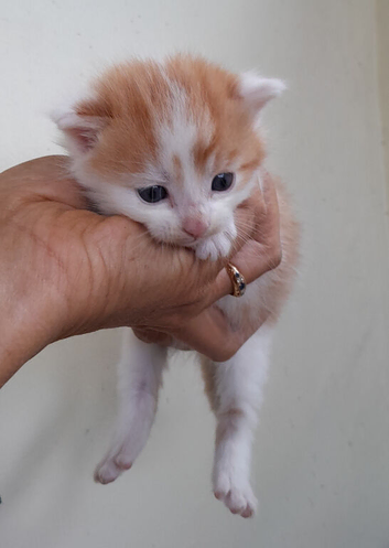 Beautiful ginger and white kittens