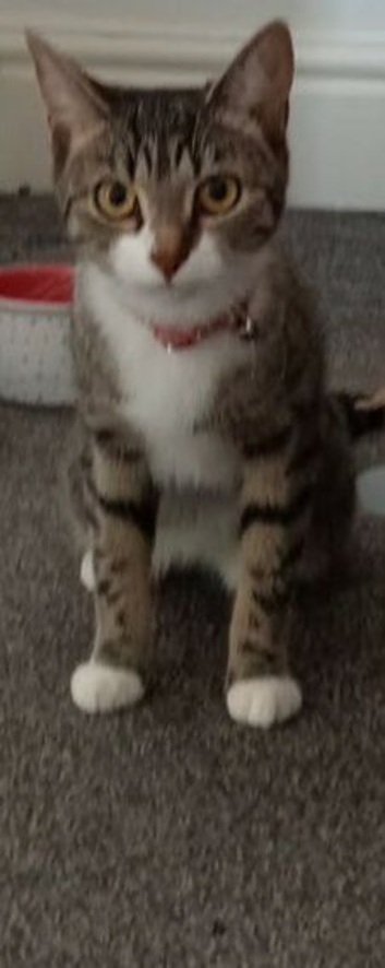 Bengali mixed with tabby breed