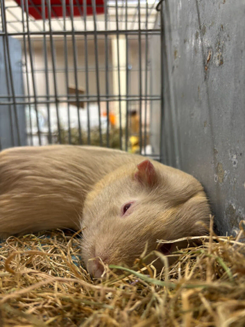 Guinea pigs nail clipping