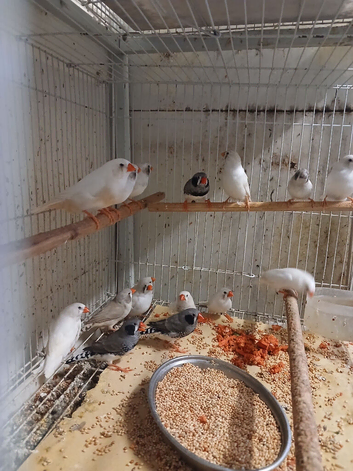 Blackcheeked-CFW Zebra finches and splits