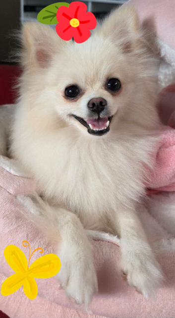 Pedigree pure breed pomeranian puppies