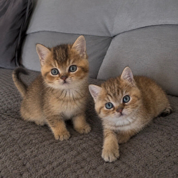 TICA reg Black golden spotted & shaded kittens
