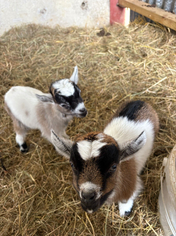 Beautiful Pygmy billy kid