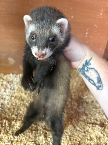 Ferret kits for sale