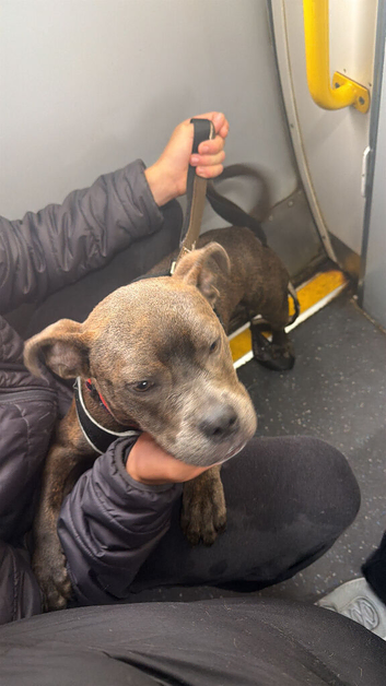 Staffy cross British bulldog