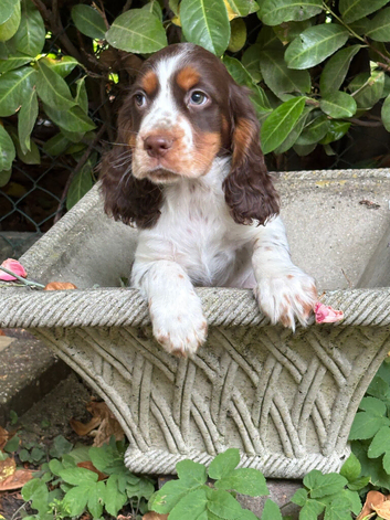 Cocker spaniel