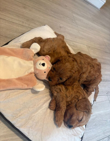 Gorgeous Cavapoo Puppies Looking for Loving Homes