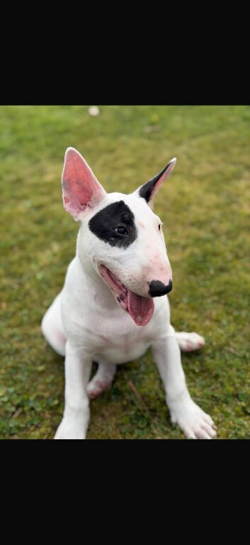 Gorgeous pedigree English Bull Terrier pups