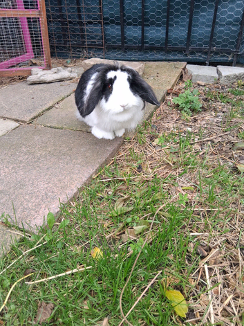 Female rabbit with hutch
