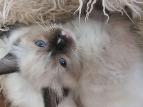 STUNNING RAGDOLL TREASURES