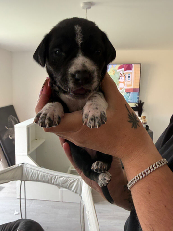 Cane corso x dalmation