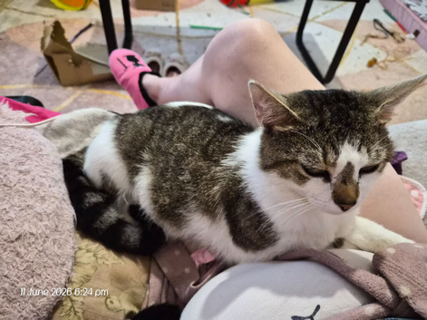 Beloved Pet Missing